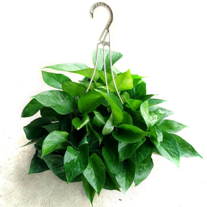 绿萝易养护净化空气甲醛办公室内绿叶盆栽常绿叶四季绿植