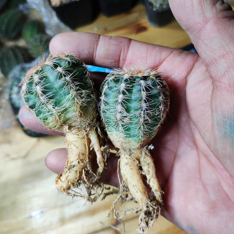 商品详情商品描述随心园艺老方仙人球裸鄂属罗星丸爱群生萝卜根2-3