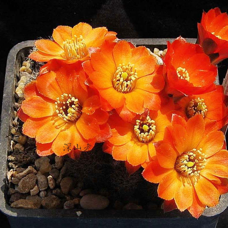 橙黄黄色开花仙人球中中间丽花华宝萝卜根系绿植