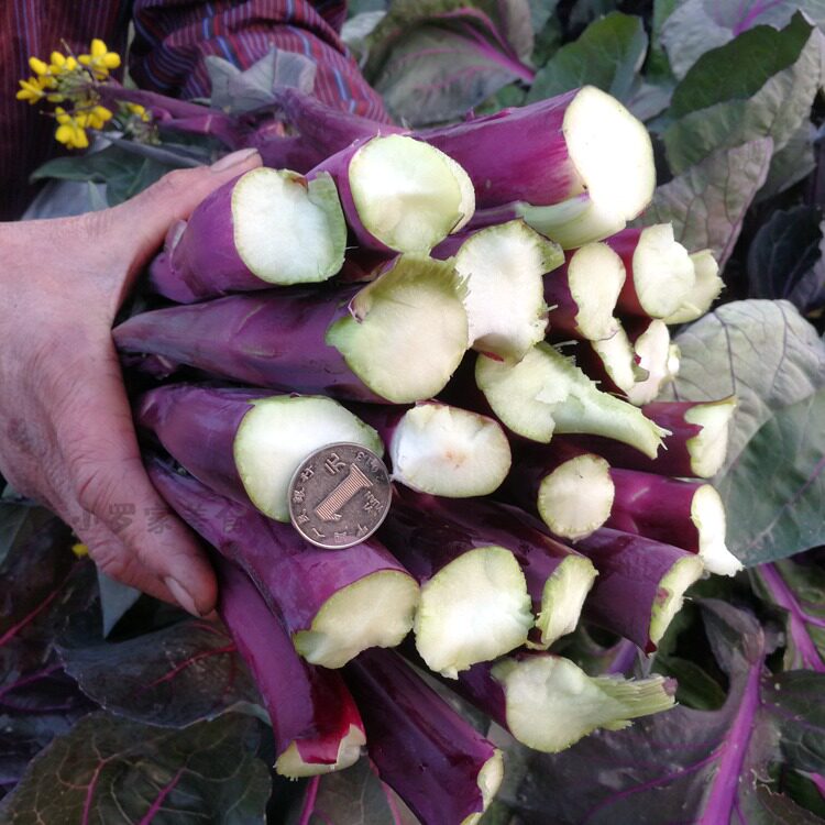 正宗洪山菜薹红菜苔紫菜苔大股子洪山原产现摘保冷