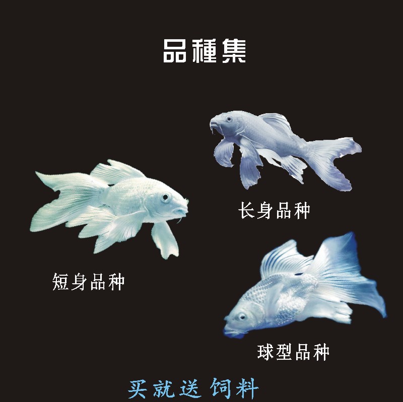 台湾蝴蝶鲤活体白金冷水观赏鱼苗淡水短身龙凤长尾锦鲤纯种贵妃