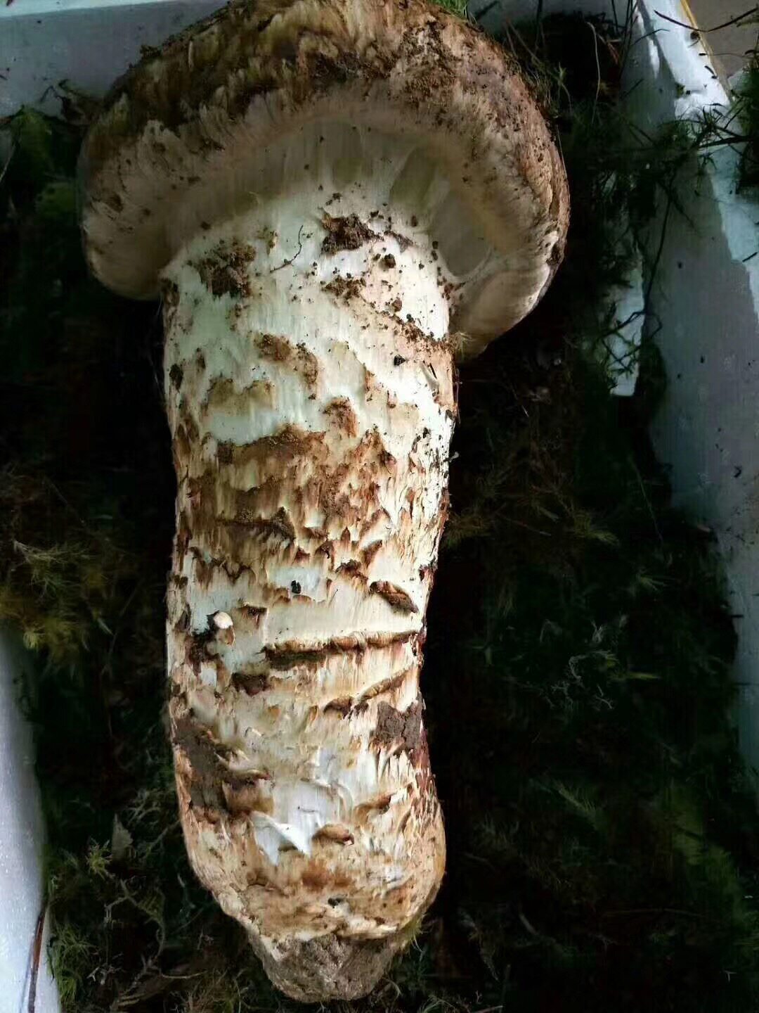 现货特级新鲜大松格里拉松2025公分云南野生鲜松松茸