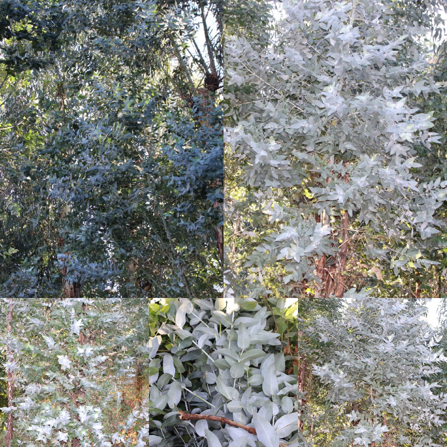 饱和蓝胶尤加利纯露500ml豆豆淡印收毛孔闭口粉刺暗黄平油 含精油