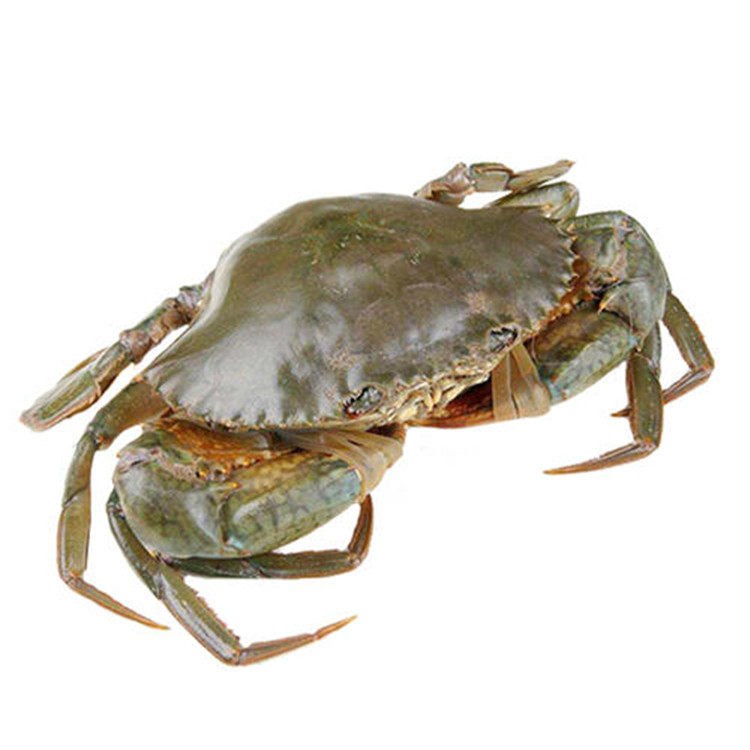 北京鲟肉鲜红红膏新鲜红全母7-8两海蟹青蟹