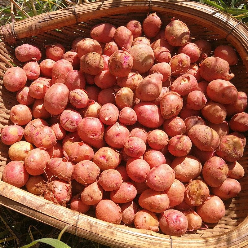 蔬菜云南迷你珍珠小土豆红皮皮黄新鲜烧烤洋芋土豆