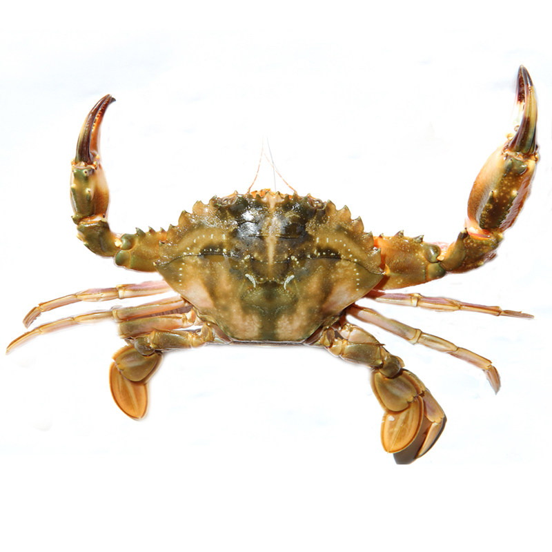 天津海虹花盖海蟹鲜活精品螃蟹大红爪赤甲公青蟹