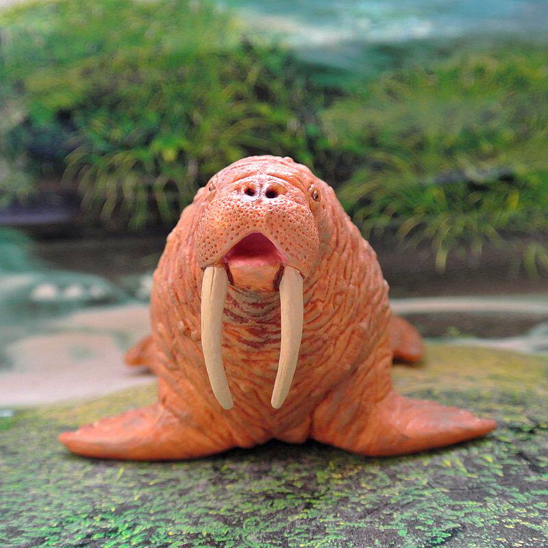 美国safari正品海洋生物模型海洋馆玩具海象欧美教具仿真