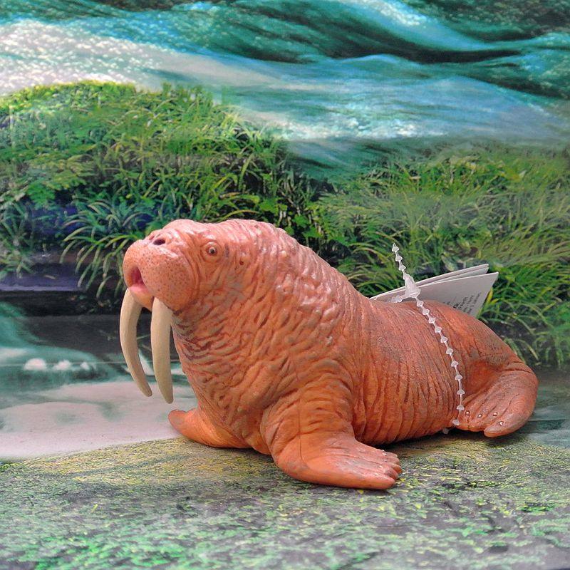 美国safari正品海洋生物模型海洋馆玩具海象欧美教具仿真