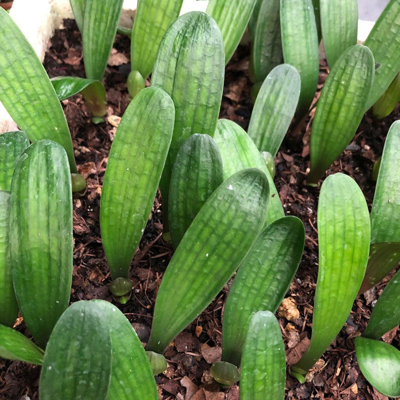 长春君子兰小苗油匠立板麻脸室内盆栽绿植花卉时令草本花卉