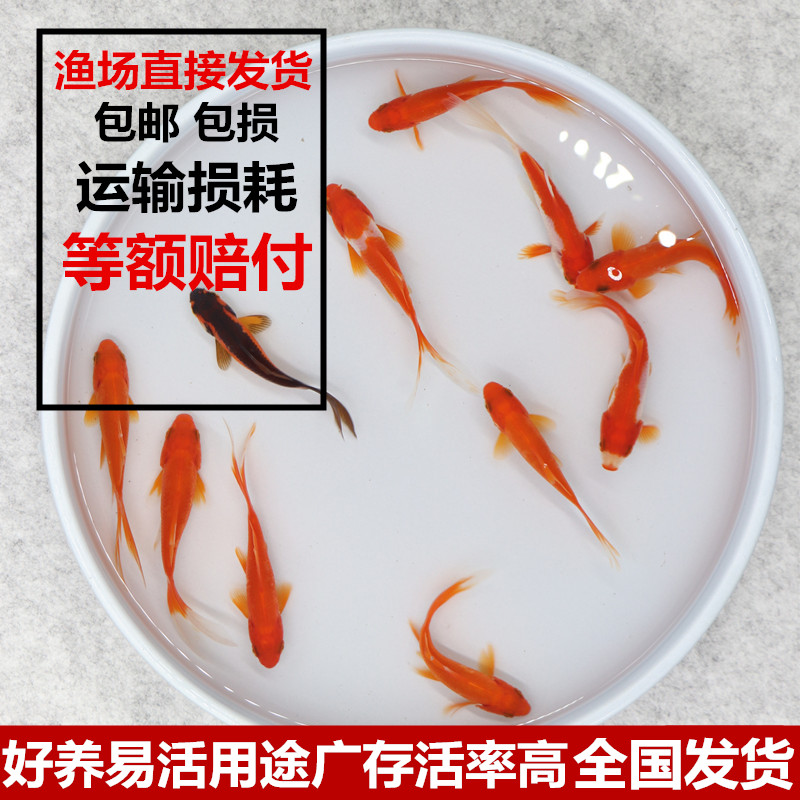 冷水观赏鱼活体饲料鱼好养耐活小金鱼凤尾草金锦鲤小鱼苗活体包邮