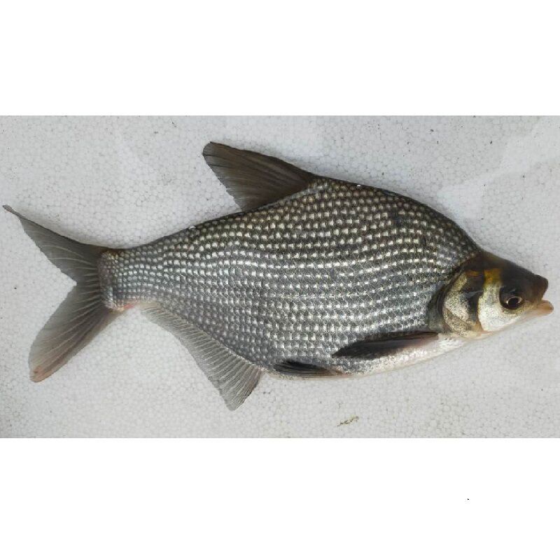 鳊鱼鱼苗淡水大草夏花小武昌鱼活体团头养殖鱼