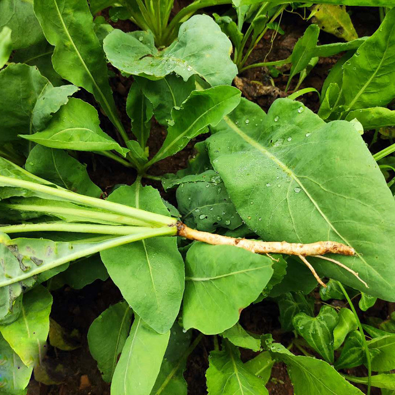 新鲜板蓝根苗中草药材方块装茶叶子陕西商洛其他药食同源食品