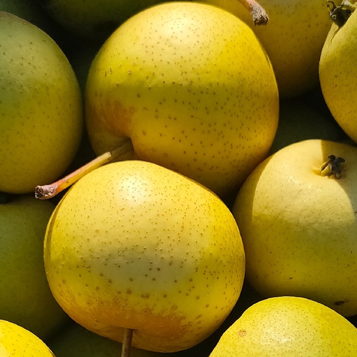 特产水果东北花盖新鲜现摘当季孕妇净重10斤梨