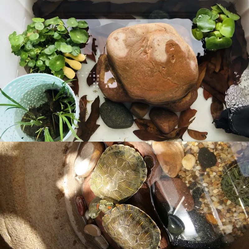 天然石头晒台乌龟晒背石爬台休息台龟缸造景装饰用品小龟晒台大石