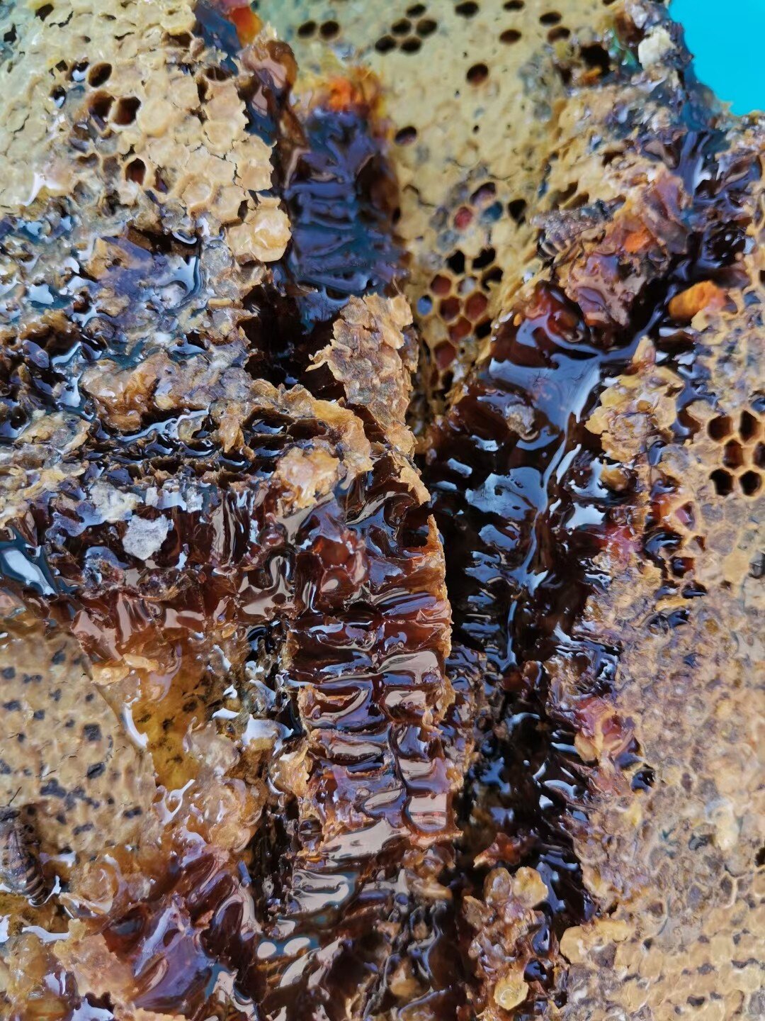 神农架深山纯野生蜂巢蜜土蜂蜜一年只割一次天然蜂蜜500g一瓶