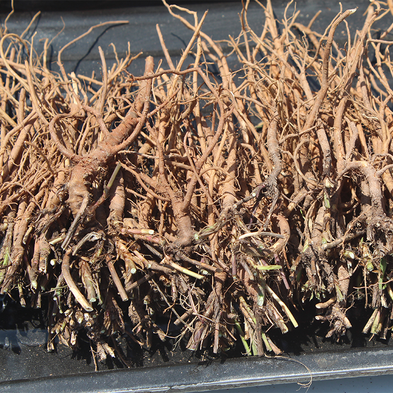 柴胡野生甘肃250g竹叶无硫中药材传统滋补品其他