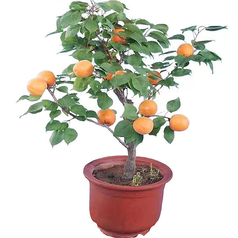 新品种杏树果苗嫁接水果树特大杏子果树树苗南北方果树