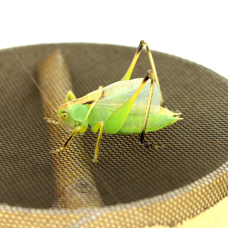 扎嘴活体鼓翅虫鸣螽砸棒棒纺织织娘姐儿爬虫特色爬宠