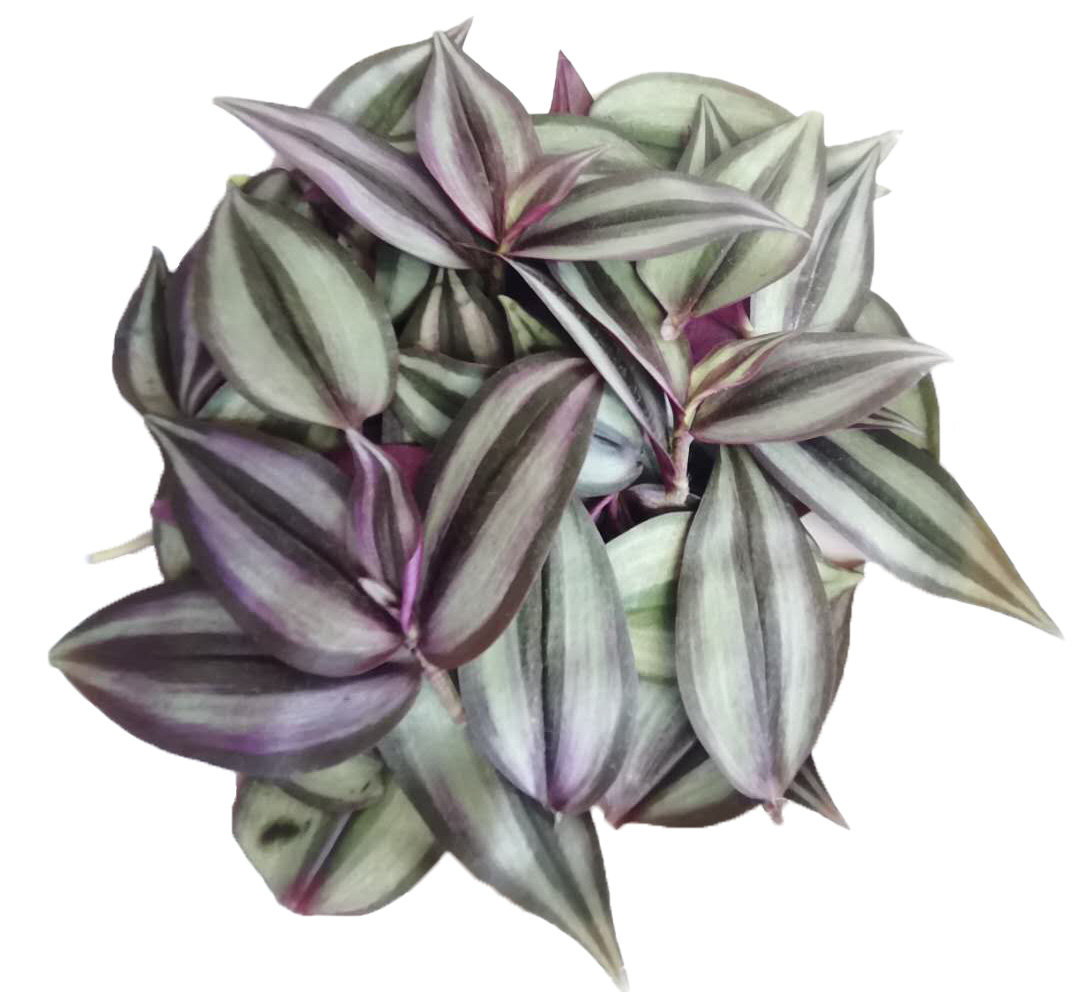 水龟草鲜品油虫草肾草肌酐水竹蟑螂草胶草药绿植