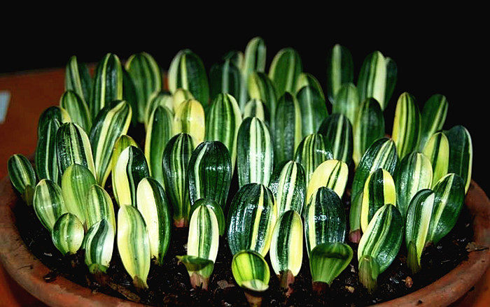 长春正道精品君子兰 彩兰一叶苗 瓷白墨绿鸳鸯五彩金丝福伦一线天