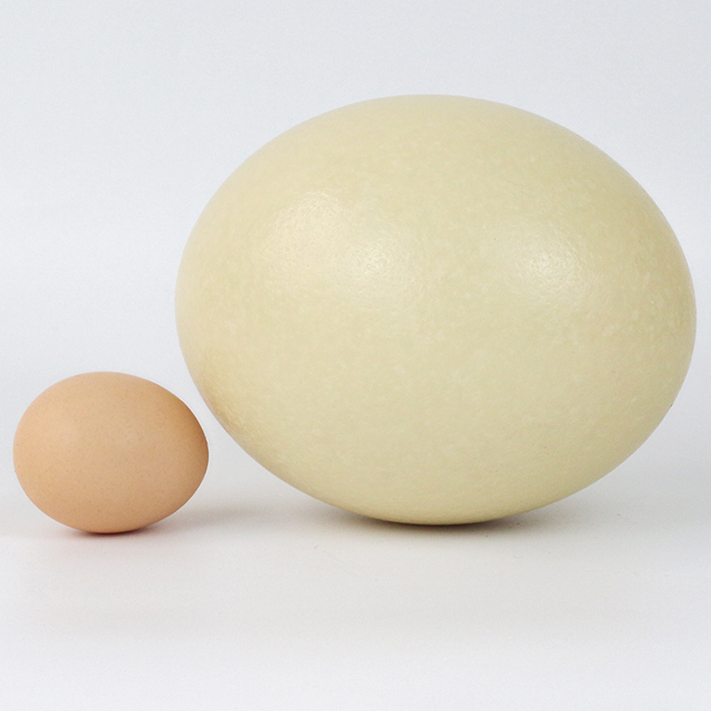 鸵鸟蛋新鲜食用超大号3斤左右非洲巨蛋端午节送礼佳品