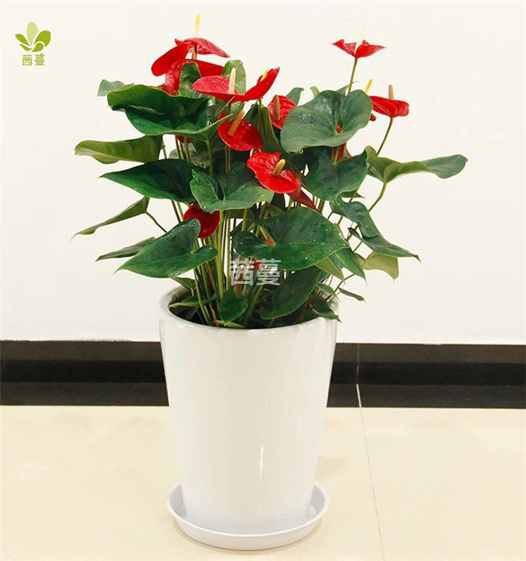 红掌盆栽中型绿植花卉室内开花植物开业乔迁时令草本花卉