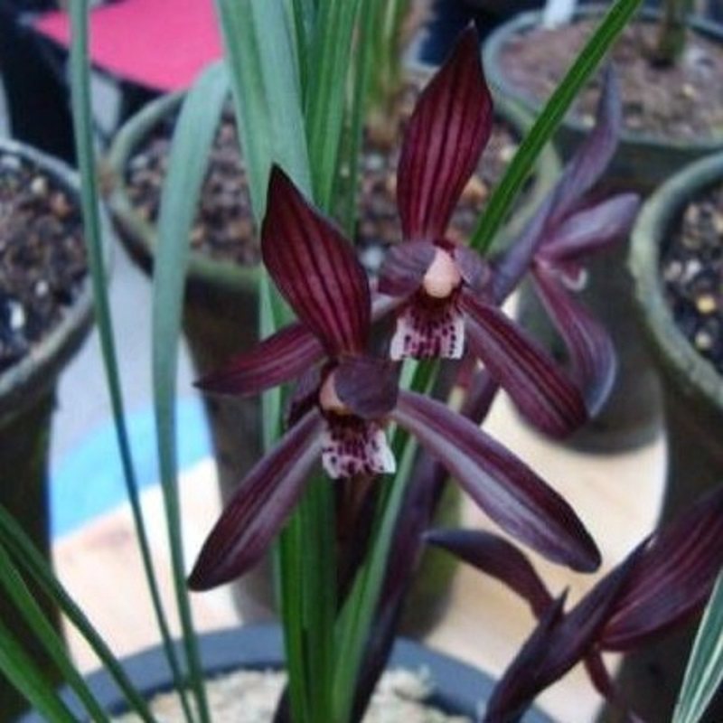 花卉板桥遗墨春兰黑色浓香原生老种绿植盆栽花卉