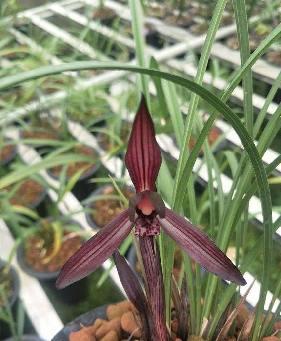 花卉板桥遗墨春兰黑色浓香原生老种绿植盆栽花卉