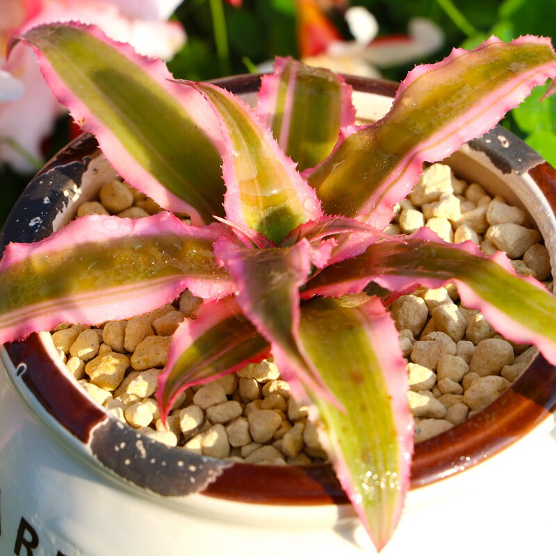 凤梨多肉植物五彩盆栽观办公办公室室内防辐射绿植多肉植物