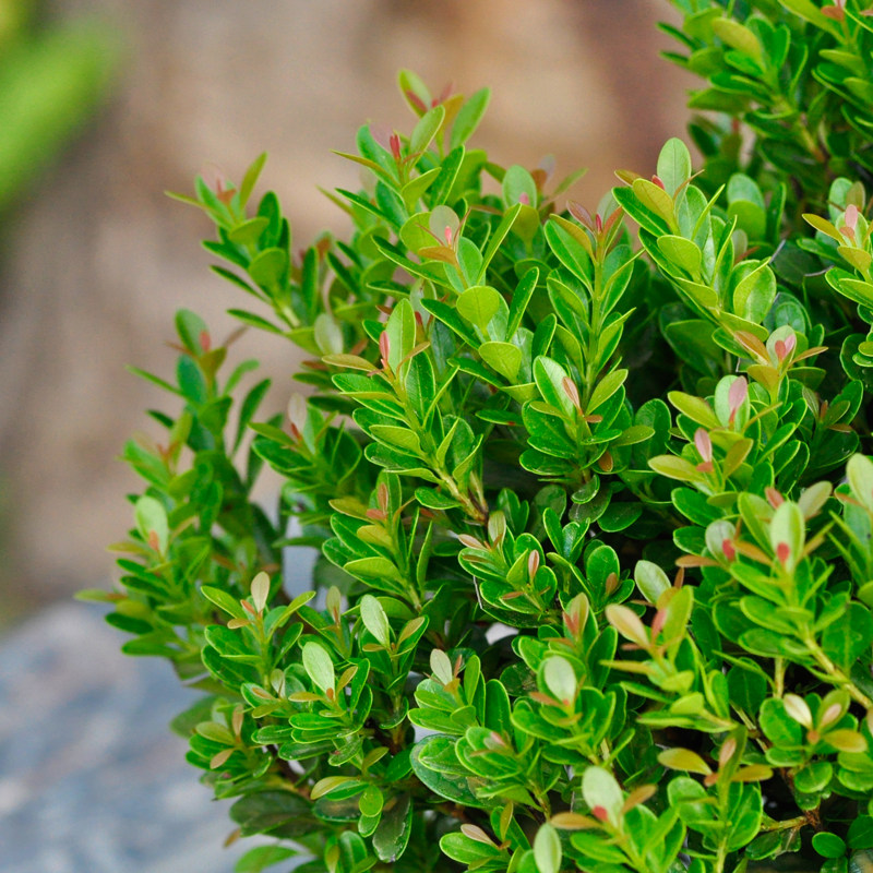 小叶赤楠盆景 赤楠盆栽植物室内花卉绿植办公室净化空气四季常青