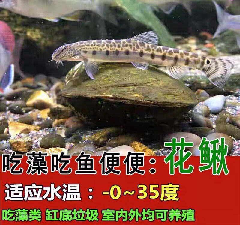 美丽小条冷水清道夫老鼠藻鱼吸鳅鱼缸清洁粪鱼鱼