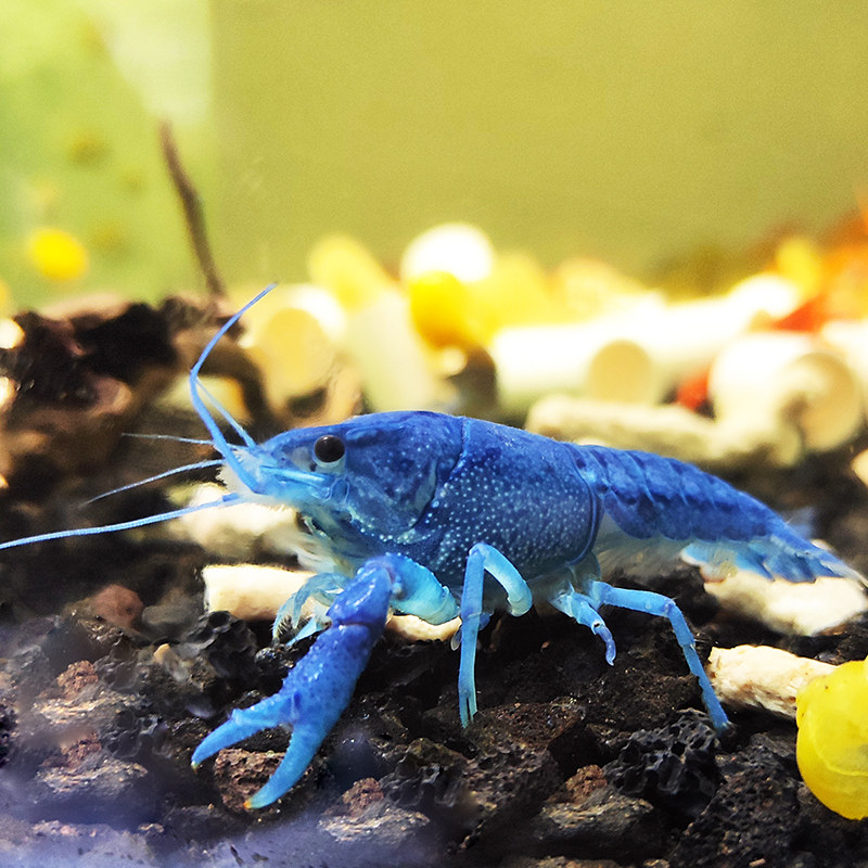 鳌虾宠物人工天空蓝魔魔龙淡水观赏火山破坏者虾