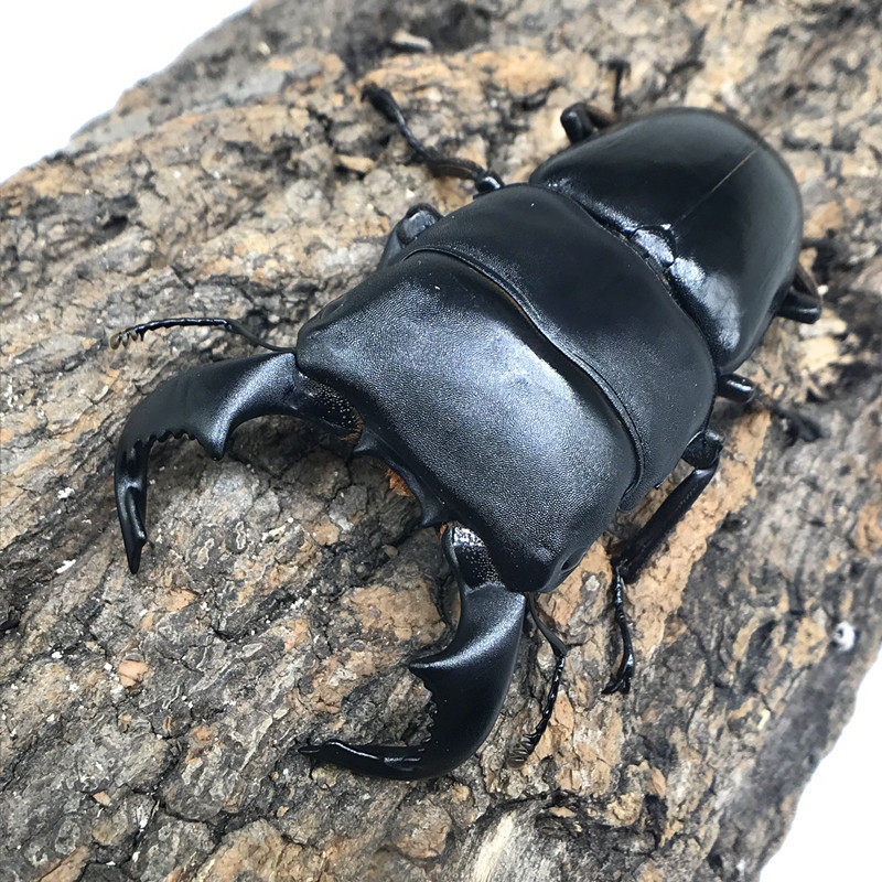 牛头扁锹巨扁大锹形虫长戟大兜独角金龟甲虫特色爬宠