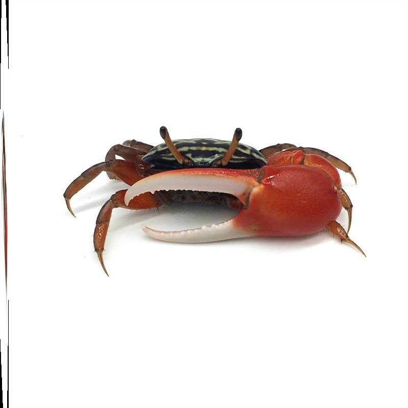 西瓜情侣蟹招潮蟹观赏活体宠物螃蟹相手迷你蟹