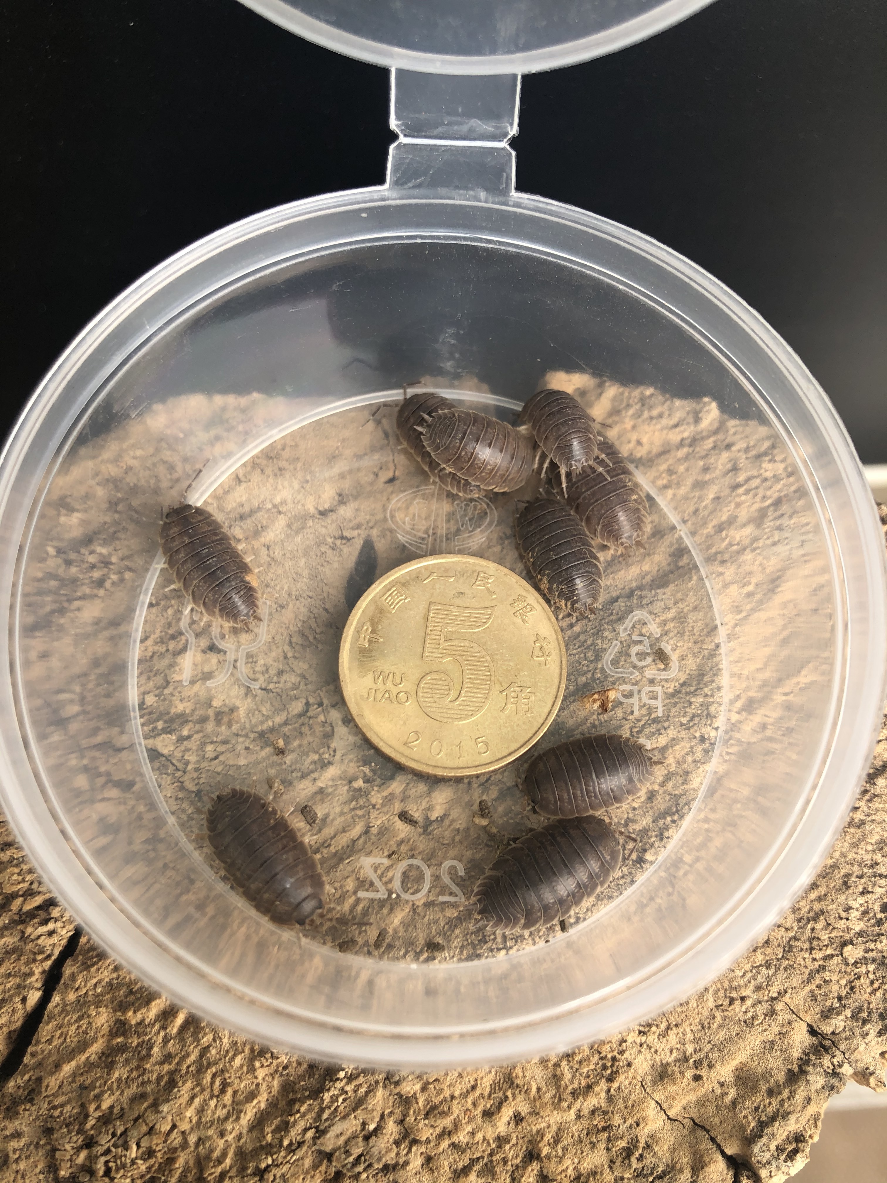 包活包邮鼠妇虫潮虫西瓜虫鞋板虫昆虫爬虫宠物特色爬宠