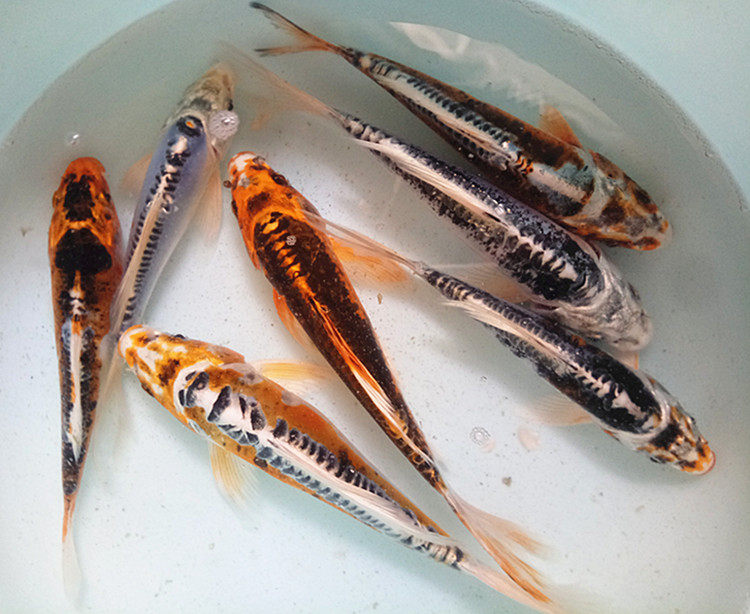 锦鲤花邱翠锦纯种辉龙黄金松叶龙凤活体鱼苗鱼