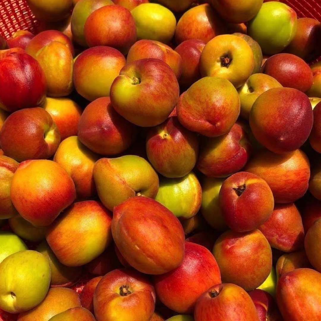 水果潮汕桃子梅汁500g送梅调料桃拖毛桃手工桃