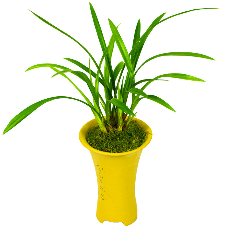 建兰荷王兰花盆栽植物名贵兰草花四季兰花苗浓香型带花苞大众国兰