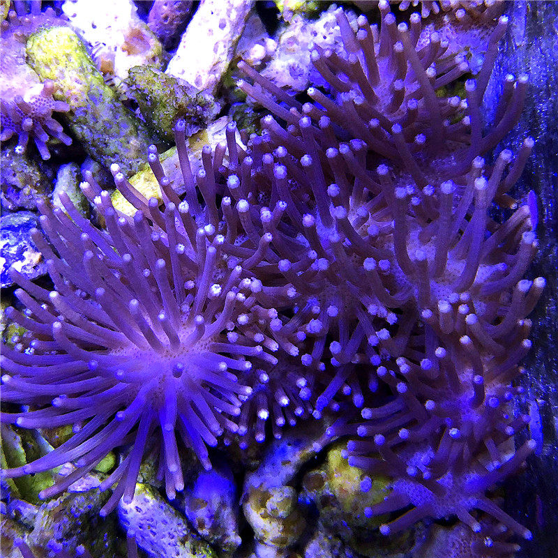 皮革随机1种白花人工二绿珊瑚活体顺丰包邮包其它水族宠物