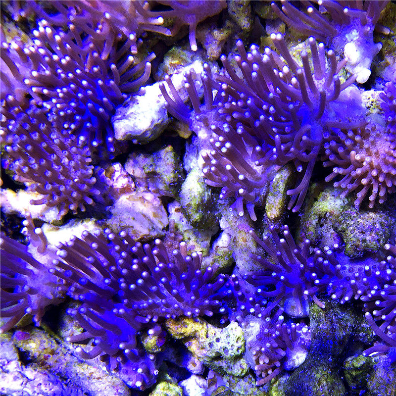 皮革随机1种白花人工二绿珊瑚活体顺丰包邮包其它水族宠物