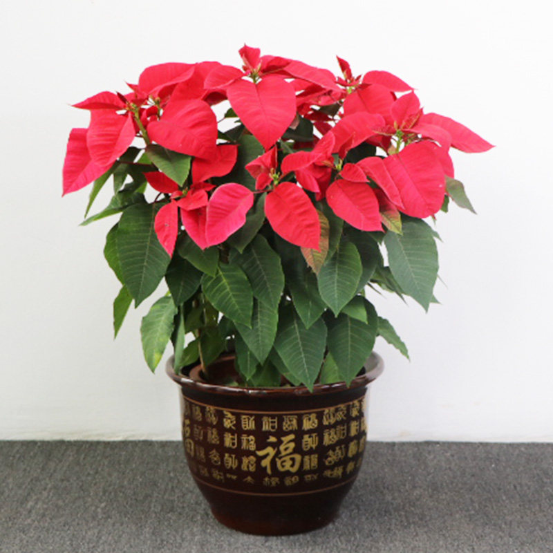 盆栽植物深圳一品红花卉圣诞室外大盆红红火火开真大型绿植