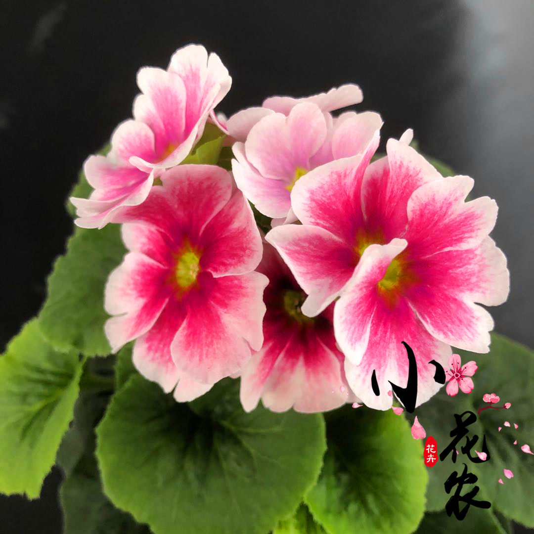 四季樱草盆栽植物喜凉寒带发货阳台花卉