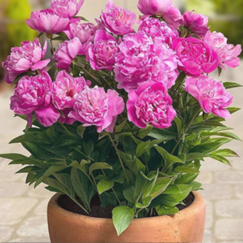 15元3个芍药根块花卉盆栽室内观花植物多年生庭院四季种根花根