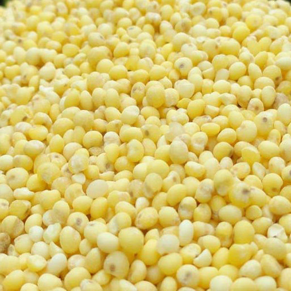 陕北软米5斤一斤米黄大软粽子黄软米包粽子端午小米