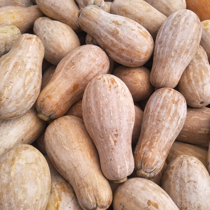南瓜广西蔬菜新鲜密本自然甜糯孕妇宝宝辅食南瓜