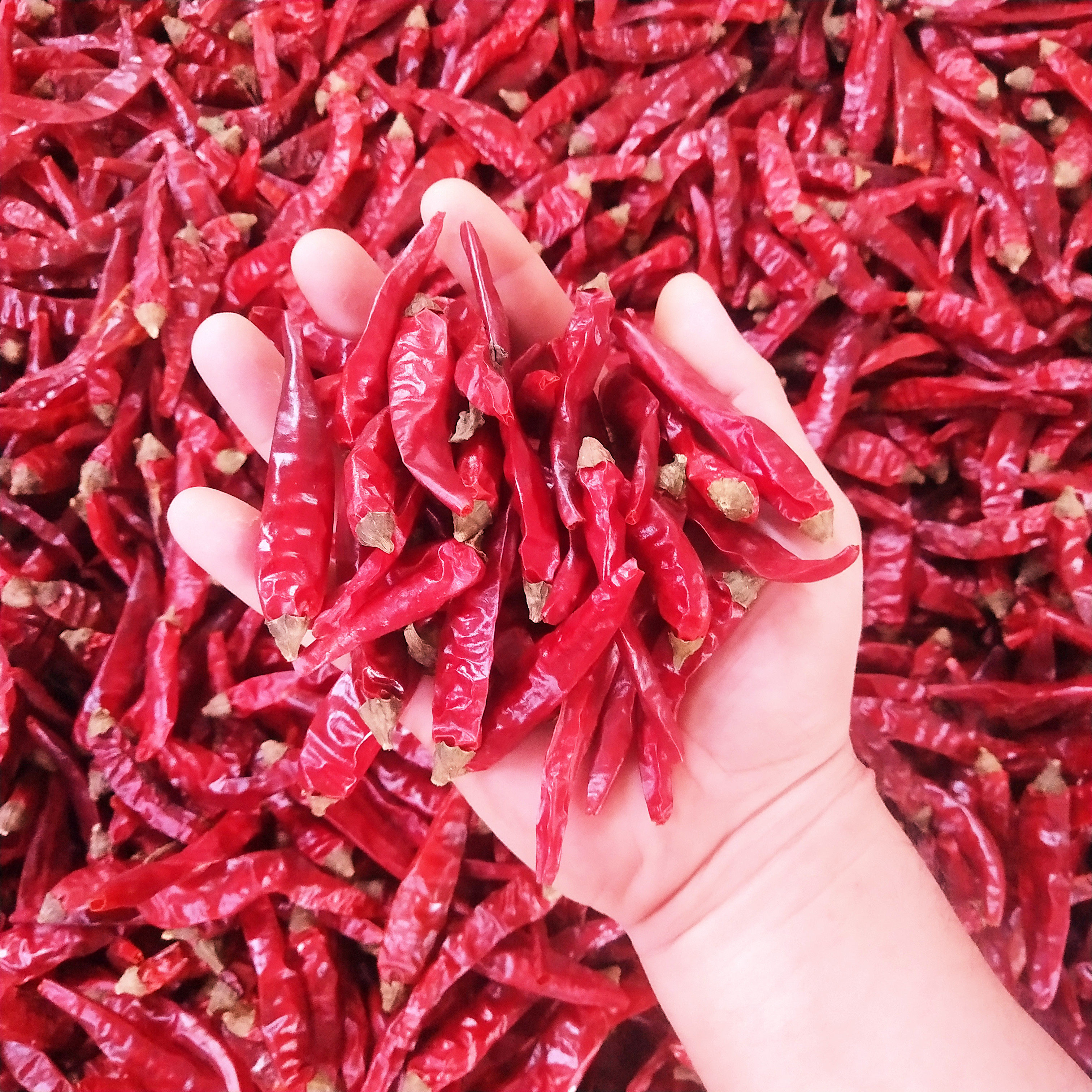 辣椒特辣小米干椒特香美人椒指天朝天魔鬼调料辣椒粉料