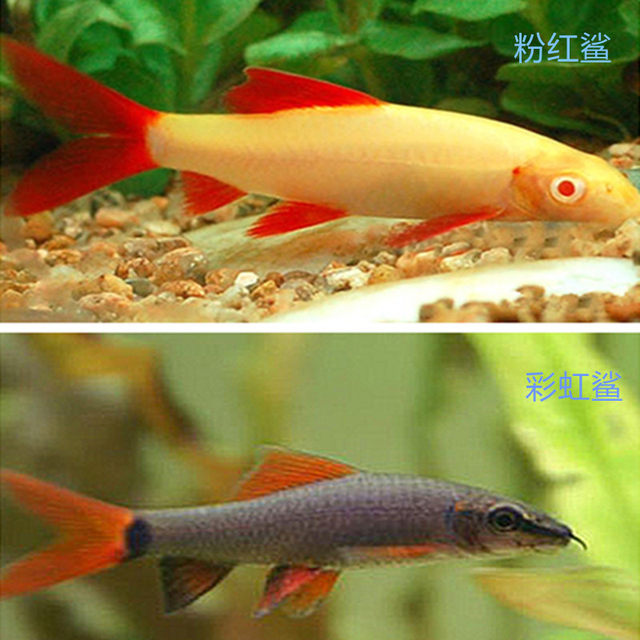 Red-tailed black shark Rainbow shark small tropical fish ornamental fish live fry live freshwater fish feed fish Red-tailed black shark Rainbow shark small tropical fish ornamental fish live fry live freshwater fish feed fish