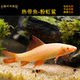 Red-tailed black shark Rainbow shark small tropical fish ornamental fish live fry live freshwater fish feed fish Red-tailed black shark Rainbow shark small tropical fish ornamental fish live fry live freshwater fish feed fish