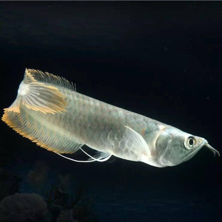 银龙鱼活体包邮鱼苗观赏鱼热带鱼大型风水鱼中型鱼金龙鱼顺丰包邮