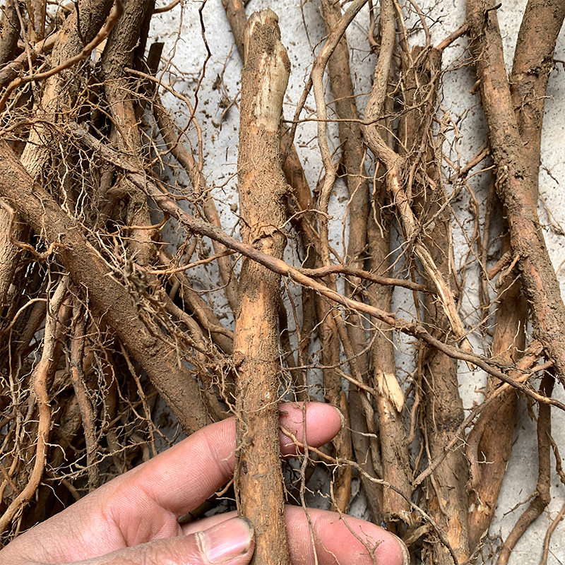 黄荆惊根花根荆条五叶粗根老桩七叶生布树根绿植